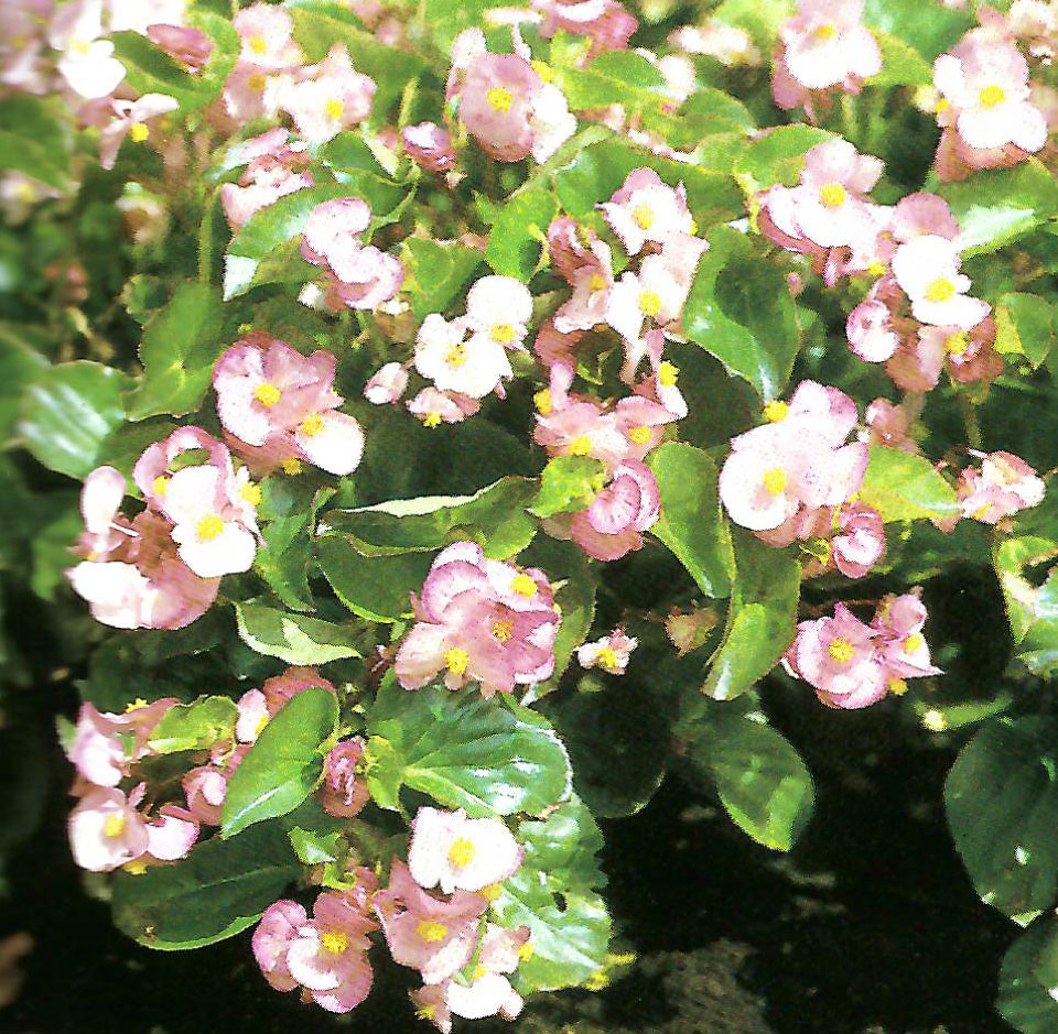B. ‘Glamour Pink’
